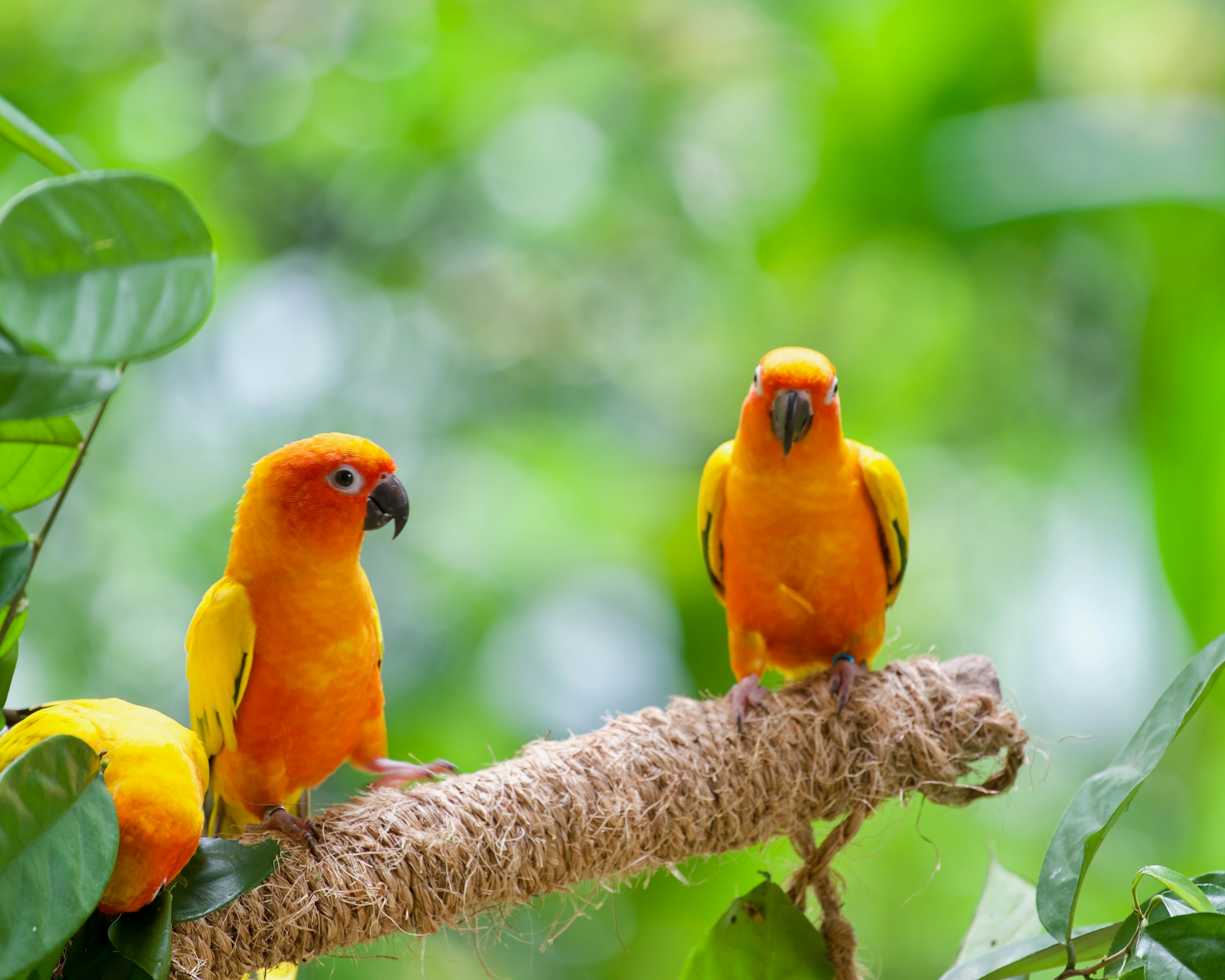Arara no Parque das Aves em Foz do Iguaçu